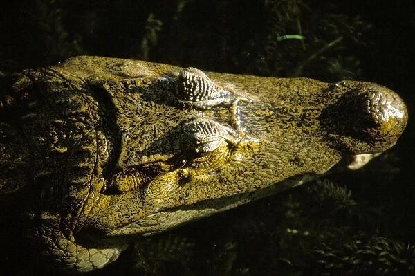 Close-up of the head of a common caiman (Caiman crocodilus)