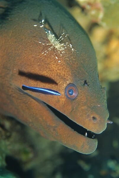 Close-up of the head of a Moray Eel being cleaned by cleaner shrimp