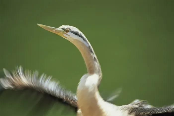 Framed Print : Close-up of the head and neck of a black faced cormorant, Cleland Wildlife Park