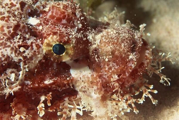 Close-up of the head of a scorpionfish (Scorpaensis), Red Sea, Egypt, North Africa
