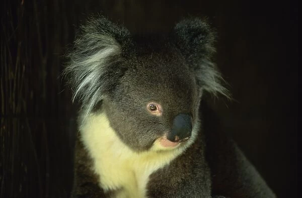 Close-up of head and shoulders of a koala bear, Cleland Wildlife Park, South Australia