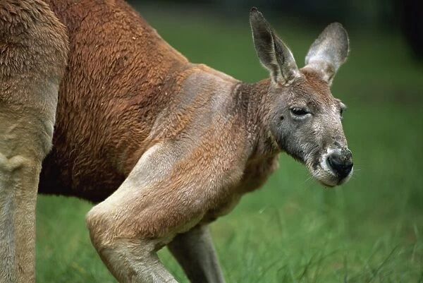 Close-up of head and shoulders of a red kangaroo, Cleland Wildlife Park