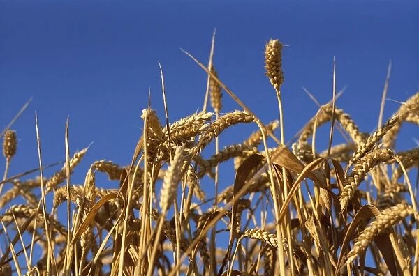 Close-up of heads of ripe wheat in a field in England, United Kingdom, Europe