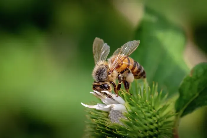 Framed Print : Close-up of a honeybee pollinating a white flower on a green spiky plant, with a blurred natural background, United Kingdom, Europe Framed Print : Close-up of a honeybee pollinating a white flower on a green spiky plant, with a blurred natural background, United Kingdom, Europe