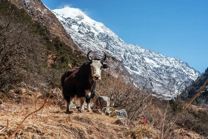 Framed Print : Close-up of a Horned Yak and mountainous backdrop on the Langtang Valley trek, Himalayas, Nepal, Asia Framed Print : Close-up of a Horned Yak and mountainous backdrop on the Langtang Valley trek, Himalayas, Nepal, Asia