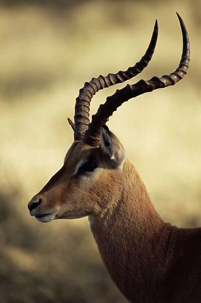 Close-up of an impala (Aepyceros melampus)