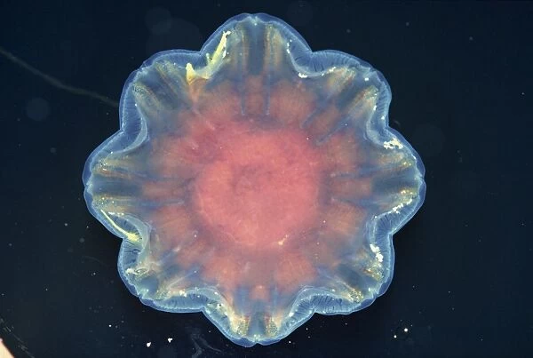 Close-up of a jellyfish on the surface of water