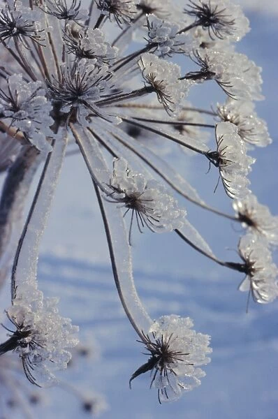 Close-up of jewels of ice on a plant
