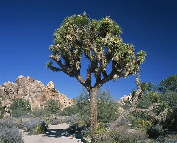 Close-up of Joshua tree with rocks and trees in the background