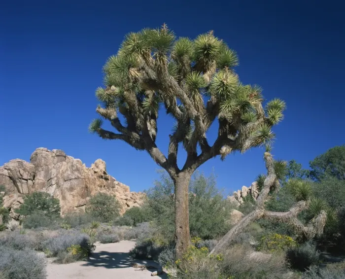 Framed Print : Close-up of Joshua tree with rocks and trees in the background Framed Print : Close-up of Joshua tree with rocks and trees in the background