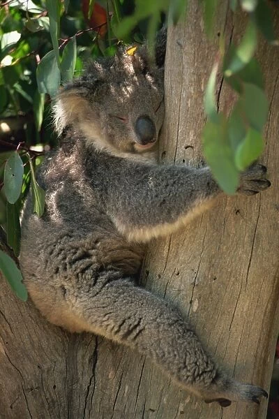 Close-up of a koala bear sitting in the fork of a gum tree, Parndana Wildlife Park