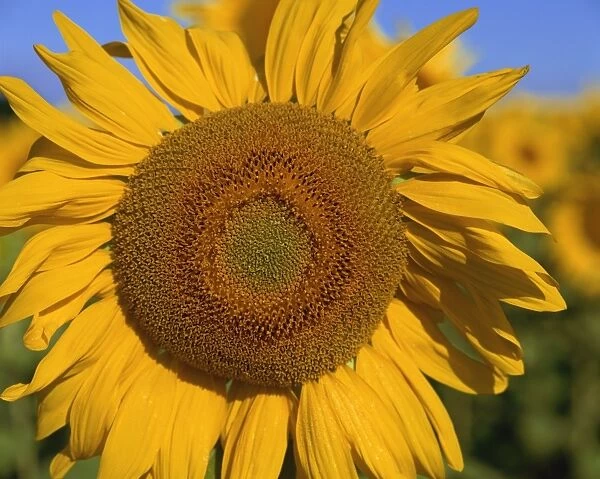 Close-up of large sunflower, Provence, France, Europe