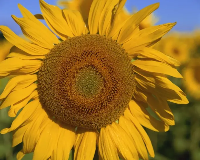 Framed Print : Close-up of large sunflower, Provence, France, Europe Framed Print : Close-up of large sunflower, Provence, France, Europe