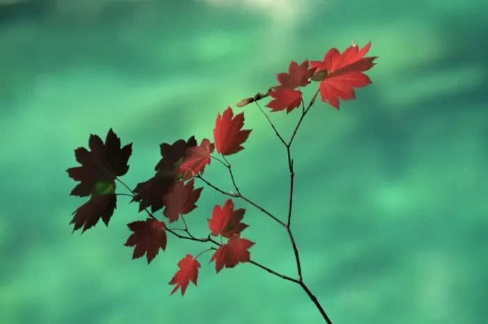 Framed Print : Close-up of the leaves of a vine maple (Acer circinatum) Framed Print : Close-up of the leaves of a vine maple (Acer circinatum)