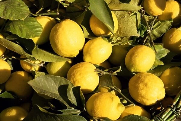 Close-up of lemons in the market, Menton, Provence, Cote d Azur, France, Europe