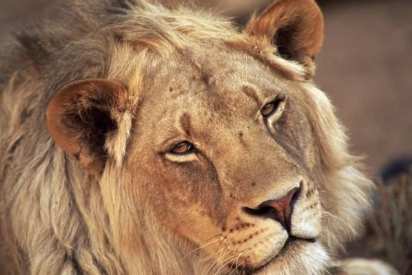 Close-up of a lion (Panthera leo), Mashatu Game Reserve, Botswana, Africa
