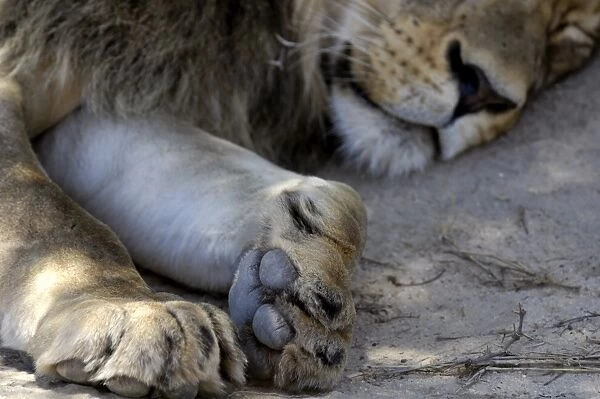 Close-up of lions paw, Kgalagadi Transfrontier Park, South Africa, Africa