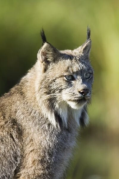 Close-up of a lynx (Lynx canadensis) sitting