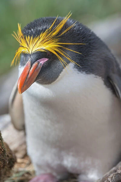 Close-up of a macaroni penguin (Eudyptes chrysolophus), East Falkland, Falkland Islands