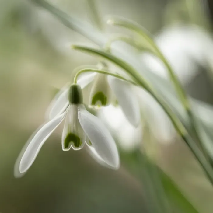 Framed Print : Close-up macro photograph of Snowdrops in North Yorkshire, England, United Kingdom Framed Print : Close-up macro photograph of Snowdrops in North Yorkshire, England, United Kingdom