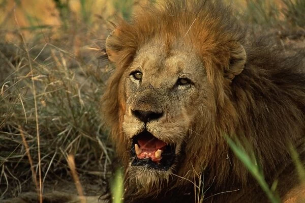 Close-up of a male lion (Panthera leo)