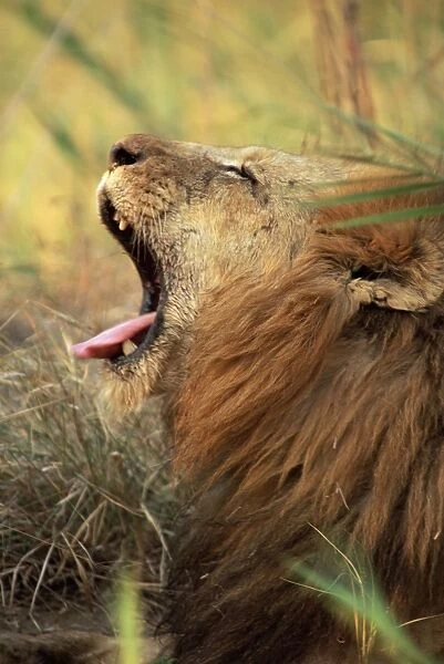 Close-up of a male lion (Panthera leo) yawning