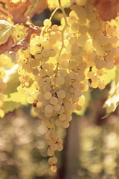 Close-up of Malvasia grapes in vineyard outside Frascati