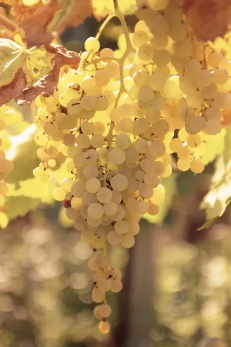 Framed Print : Close-up of Malvasia grapes in vineyard outside Frascati