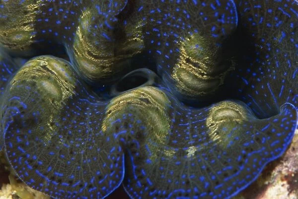 Close-up of the mantle and siphon of giant clam