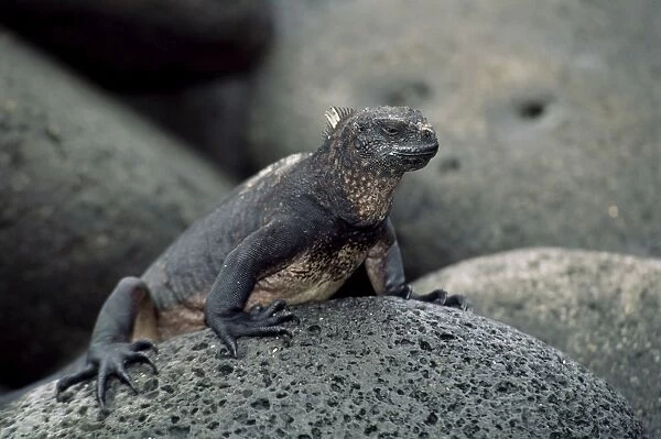 Close-up of a marine iguana, Galapagos Islands, Pacific Ocean, Ecuador, South America