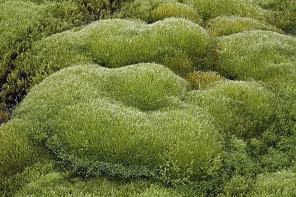 Close-up of moss forms, San Juan National Forest, Colorado, United States of America, North America