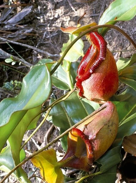Close-up of mossy pitcher plant