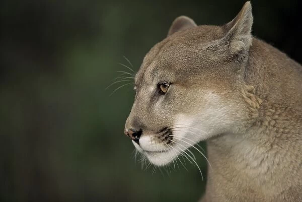 Close-up of a mountain lion