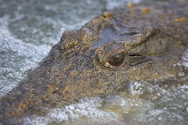 Close-up of Nile crocodile (Crocodylus niloticus)