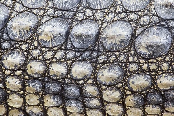 Close-up of Nile crocodile (Crocodylus niloticus), Kruger National Park