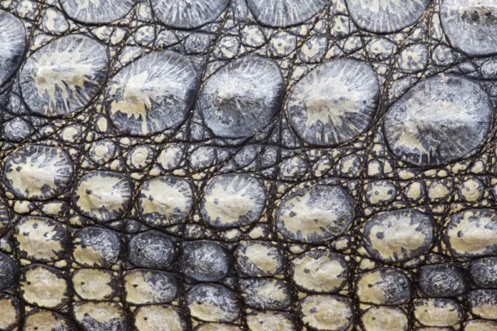 Framed Print : Close-up of Nile crocodile (Crocodylus niloticus), Kruger National Park Framed Print : Close-up of Nile crocodile (Crocodylus niloticus), Kruger National Park