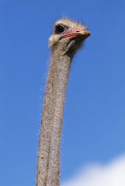 Close-up of an ostrich (Struthio camelus)