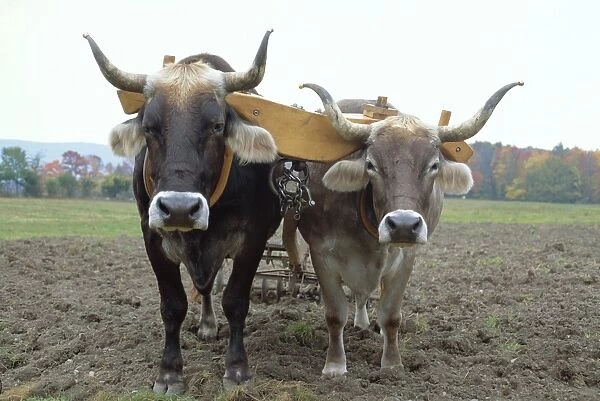 Close-up of two oxen pulling a plough in a Shaker village