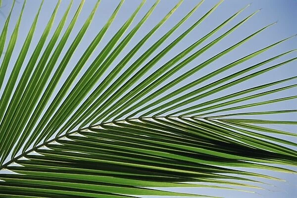 Close-up of palm leaf at Ko Samet Island