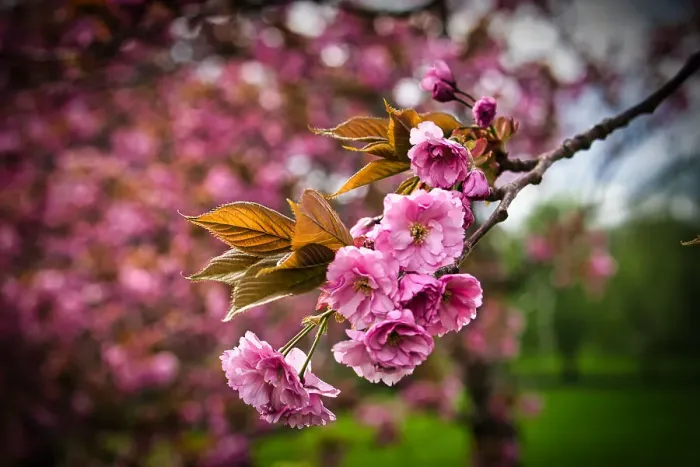 Framed Print : Close-up of pink cherry blossoms with fresh leaves against a blurred green background Framed Print : Close-up of pink cherry blossoms with fresh leaves against a blurred green background