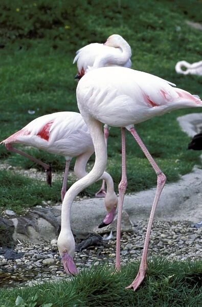 Close-up of pink flamingoes at Tiersgarten, the Zoo, Hietzing, Vienna, Austria, Europe