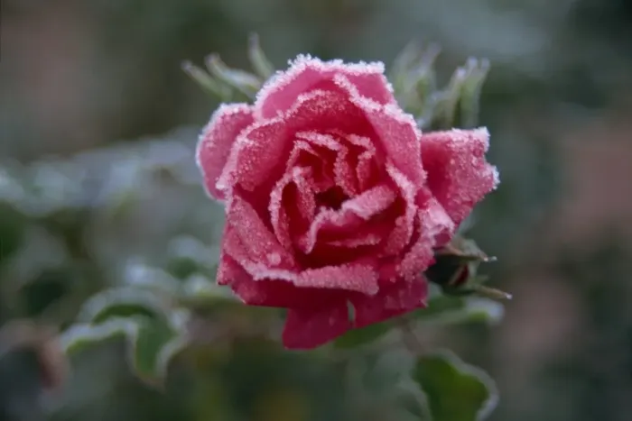 Framed Print : Close-up of pink rose with frost Framed Print : Close-up of pink rose with frost