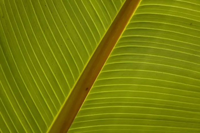 Framed Print : Close-up of plantain leaf Framed Print : Close-up of plantain leaf