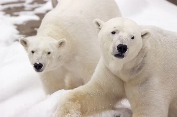 Close-up of two polar bears