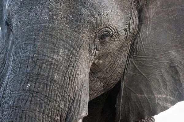 A close-up portrait on an African elephant (Loxodonta africana), Chobe National Park