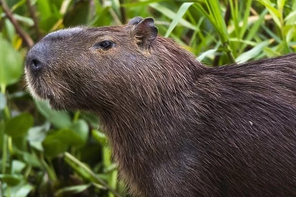 Close-up portrait of a capybara (Hydrochaeris hydrochaeris), Pantanal, Mato Grosso