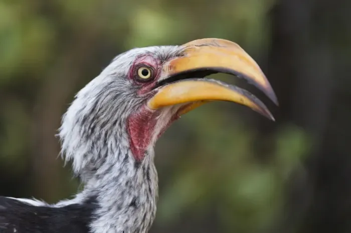 Framed Print : Close-up portrait of an eastern yellow-billed hornbill (Tockus flavirostris), Khwai Concession Framed Print : Close-up portrait of an eastern yellow-billed hornbill (Tockus flavirostris), Khwai Concession