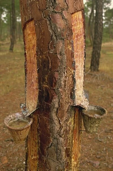 Close-up of pots on tree trunk used for collecting