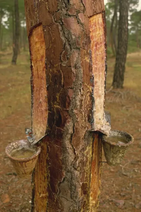 Framed Print : Close-up of pots on tree trunk used for collecting Framed Print : Close-up of pots on tree trunk used for collecting