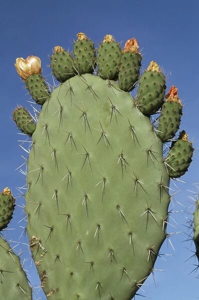 Close-up of a prickly pear (Opuntia) cactus in flower